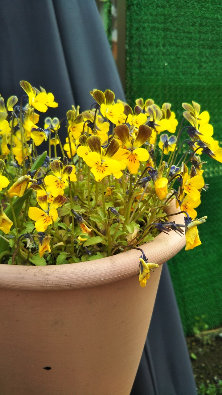 Viola violets