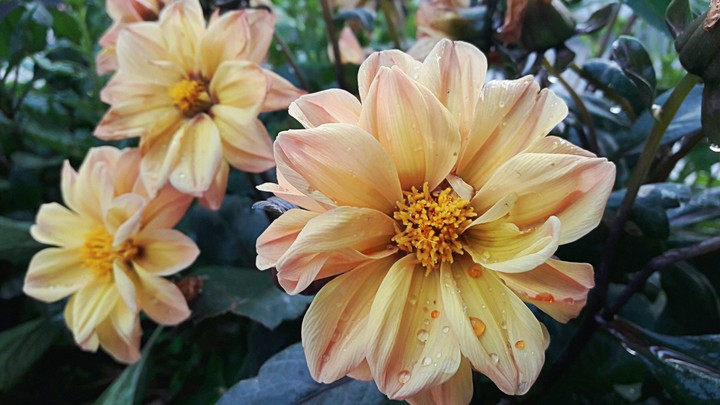yellow pompomdalia flower