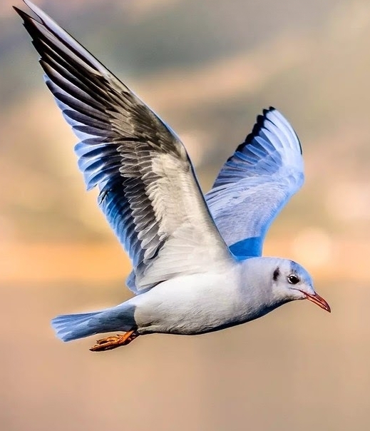 mouette