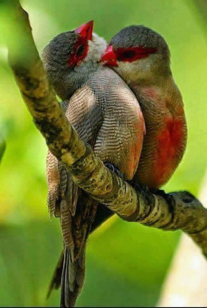 birds