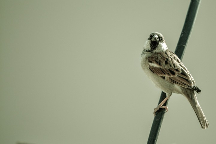 Bird sparrow