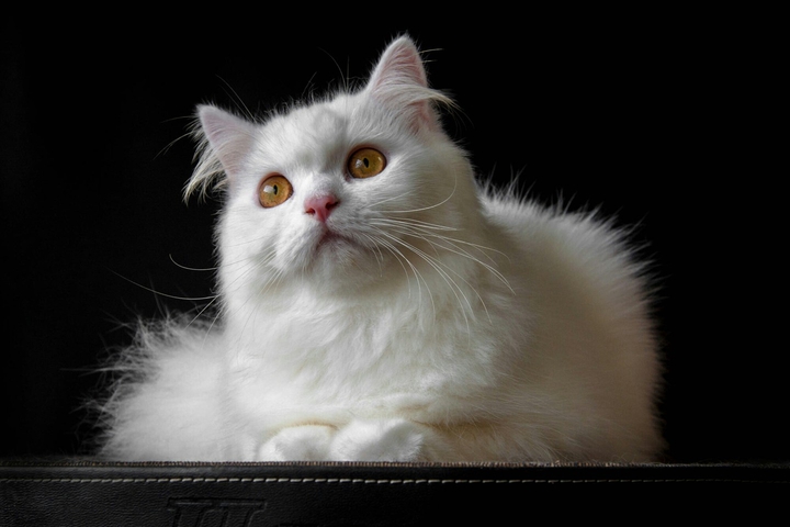 white prision cat