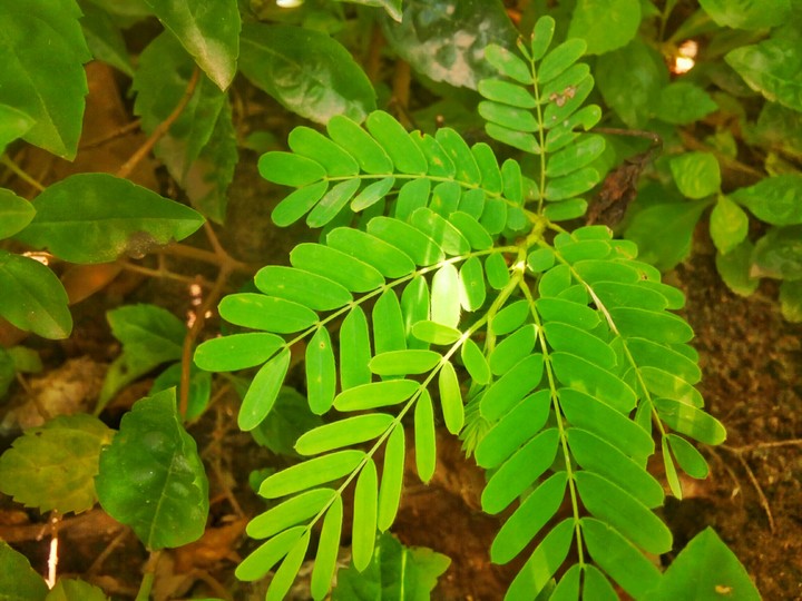 green leaf