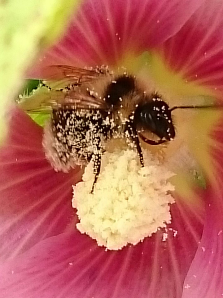 Biene im Glück - happy bee
