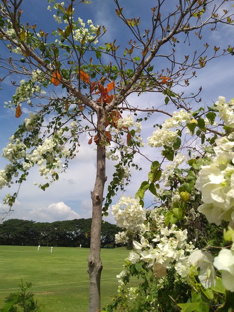 Almond tree