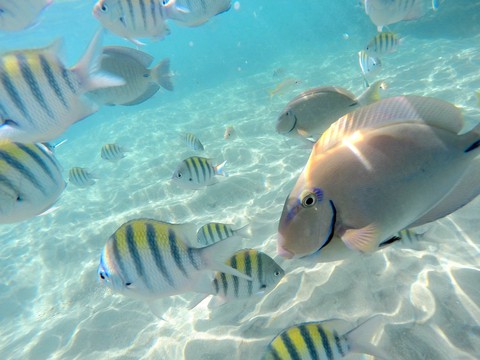 Porto de galinhas