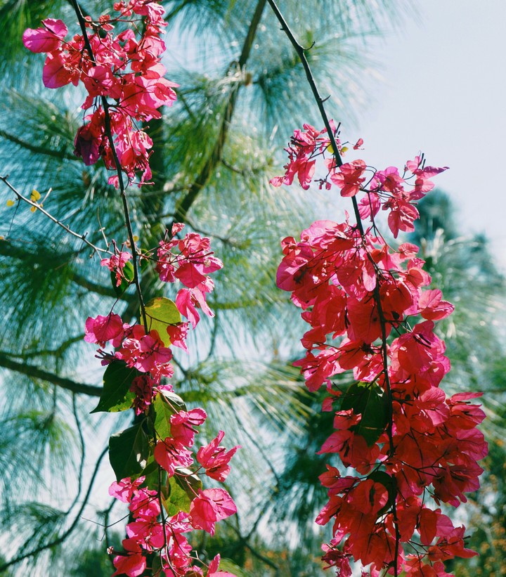 Pink flowers