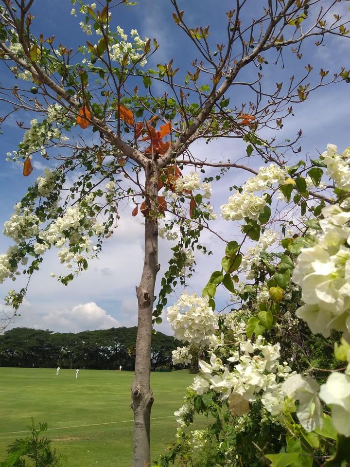 Almond tree