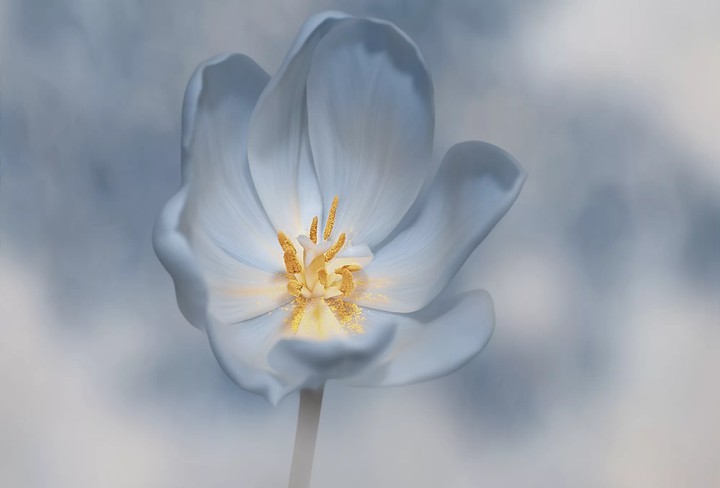 Květ tulipánu