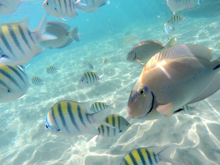 Porto de galinhas