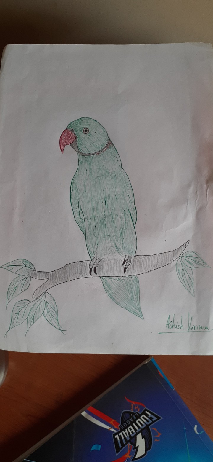 parrot