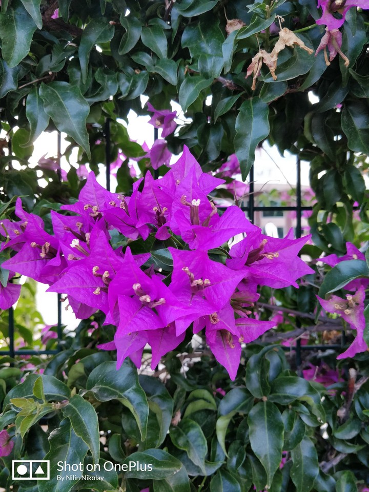 flower