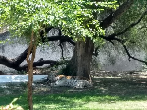 tigers