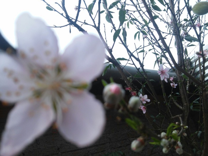 flor de pessegueiro