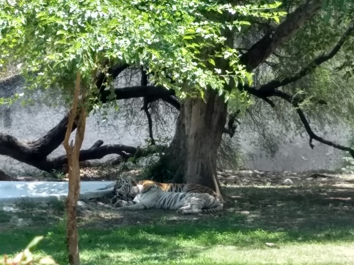 tigers