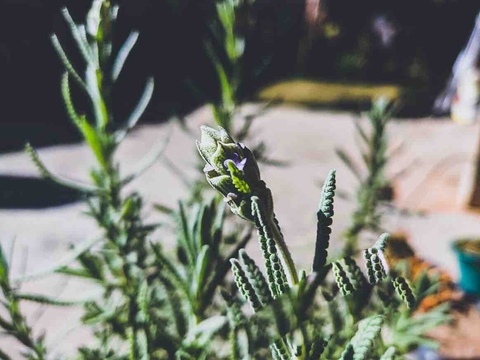 Lavender