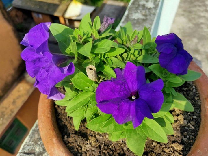 pitunia flower