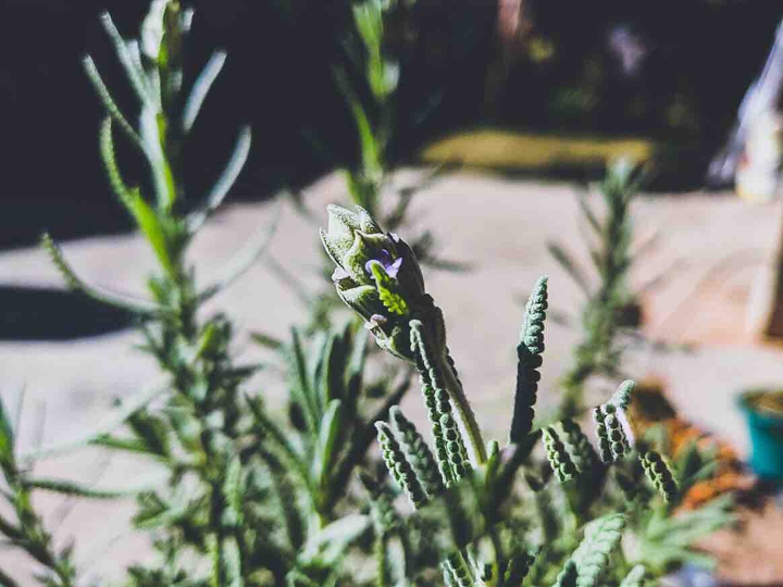 Lavender