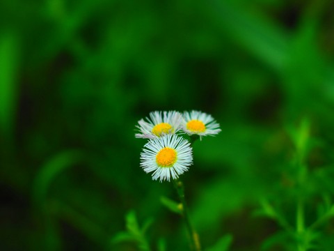 petal, flower Hintergrundbilder