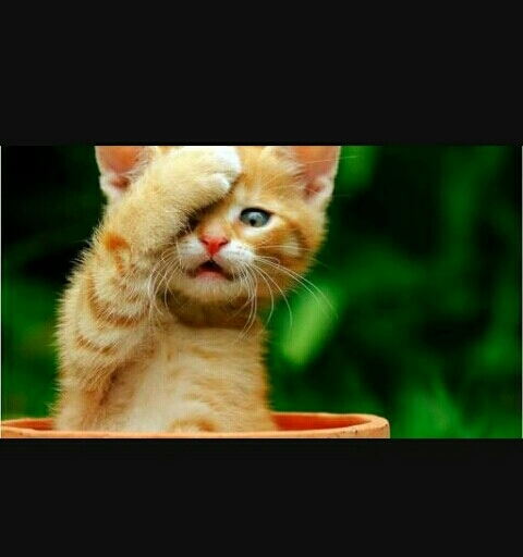 cute cat❤❤