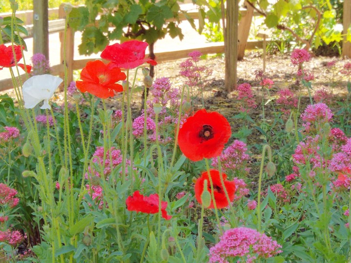 red as I ever seen