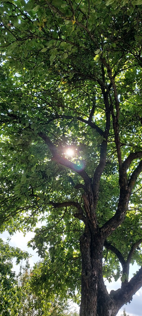 branch, trunk Hintergrundbilder