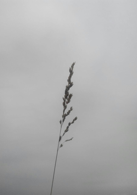 fonds d'écran wind, twig