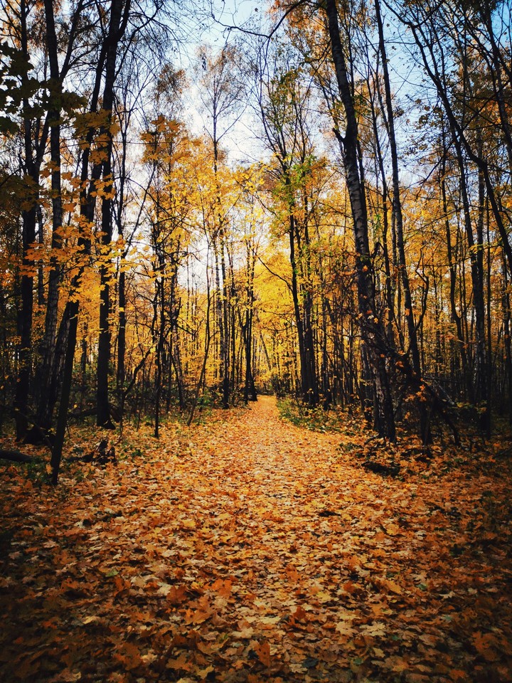 a path
