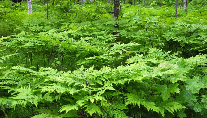 fern. forest
