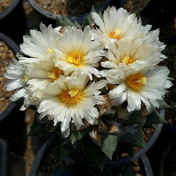 Cactus
