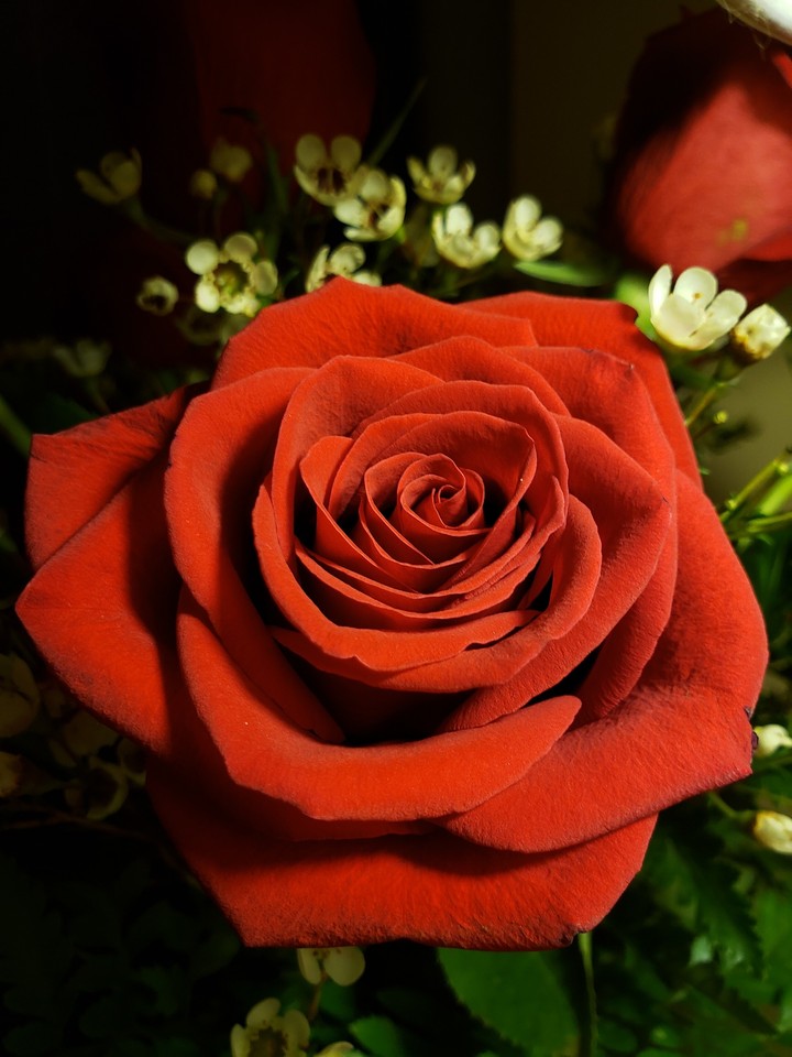 Red Rose