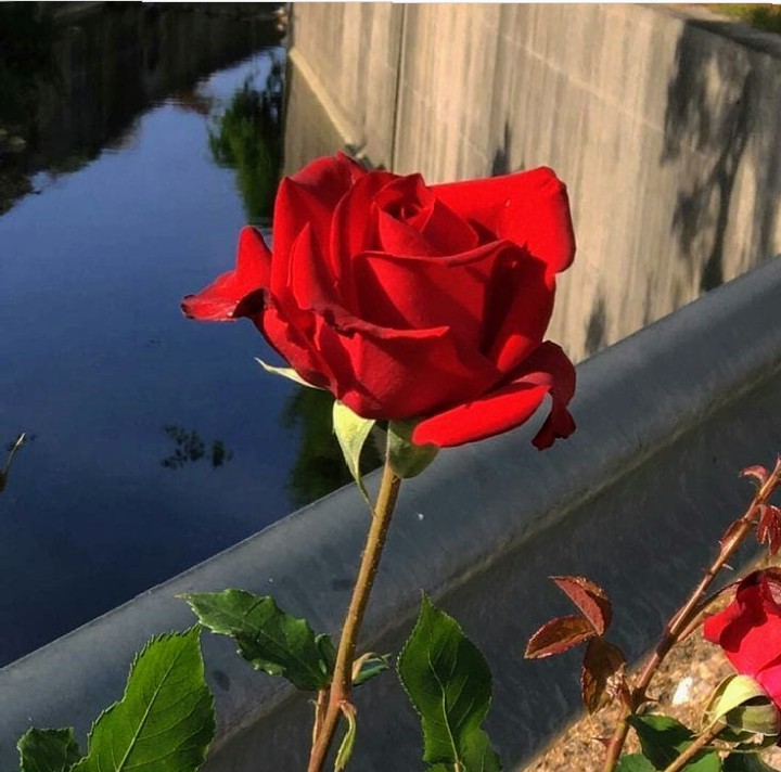 Good morning flower of the day