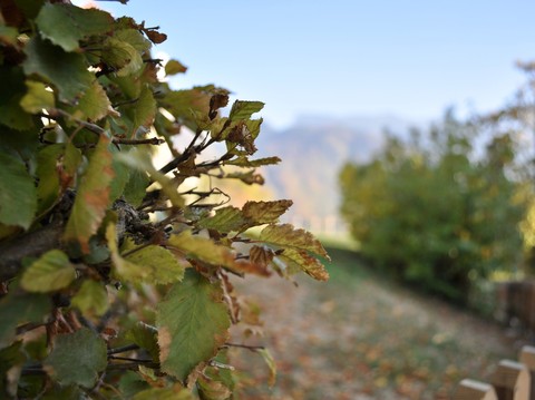 Autumn in Gruyère