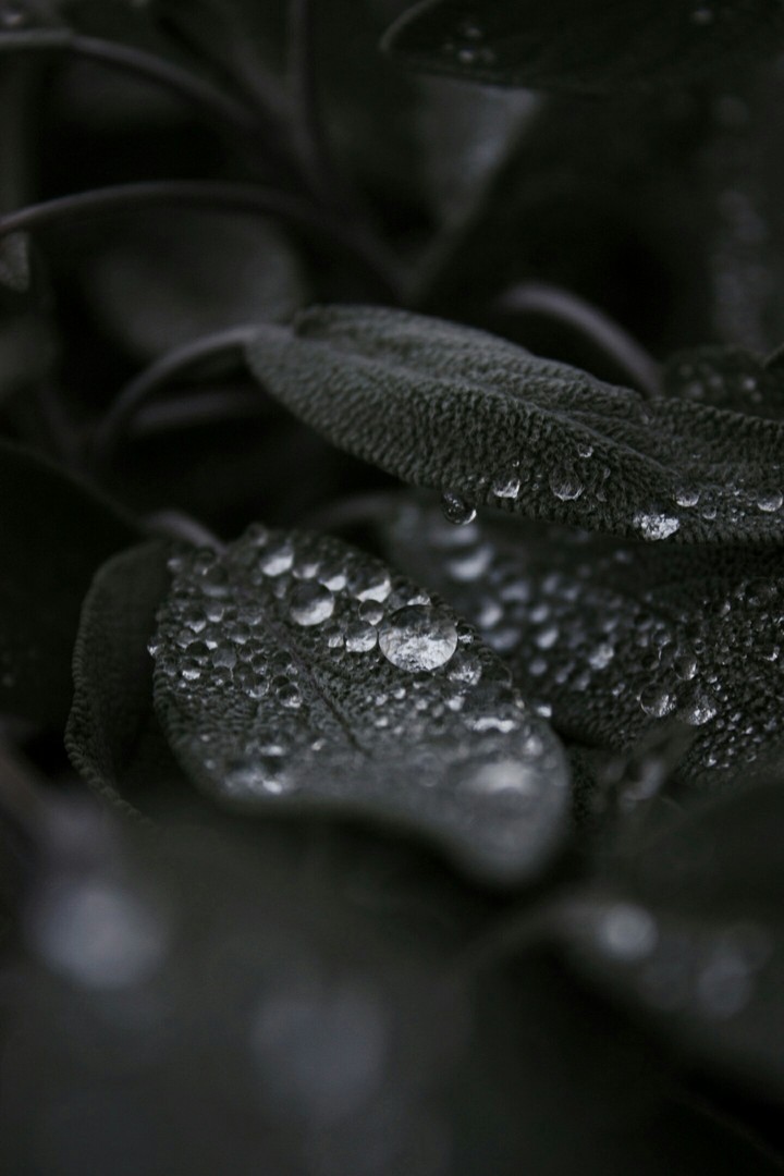drops