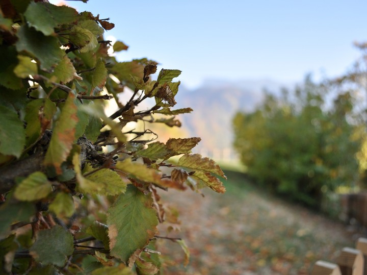 Autumn in Gruyère