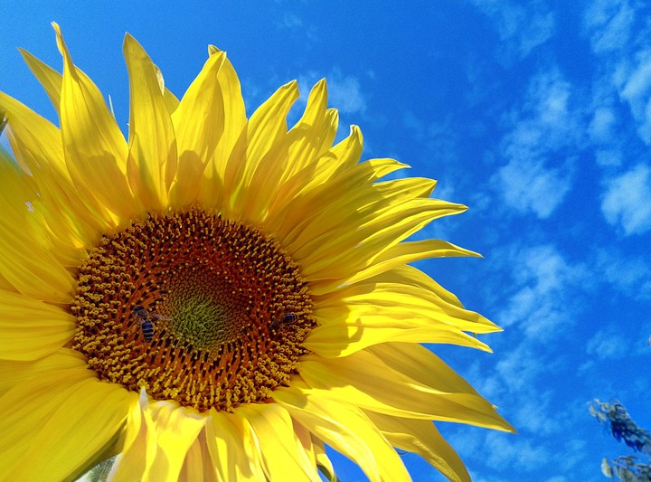 Sunflower