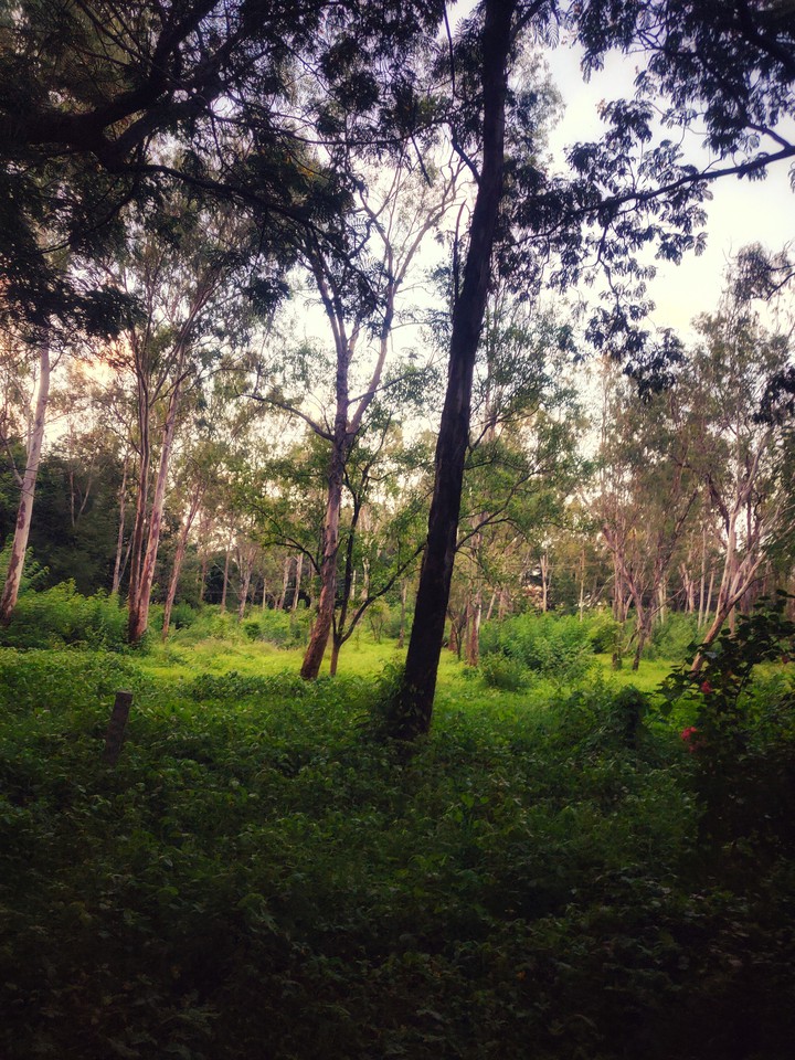 woods