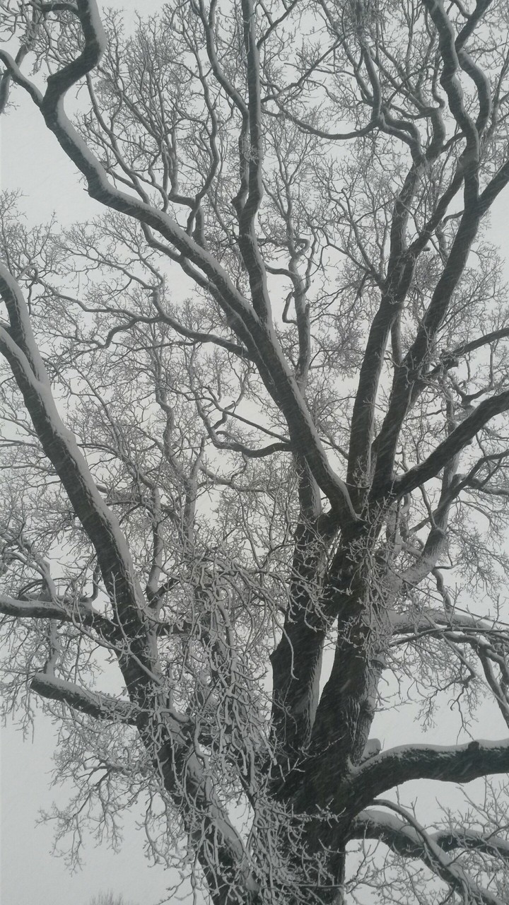 snow oak tree