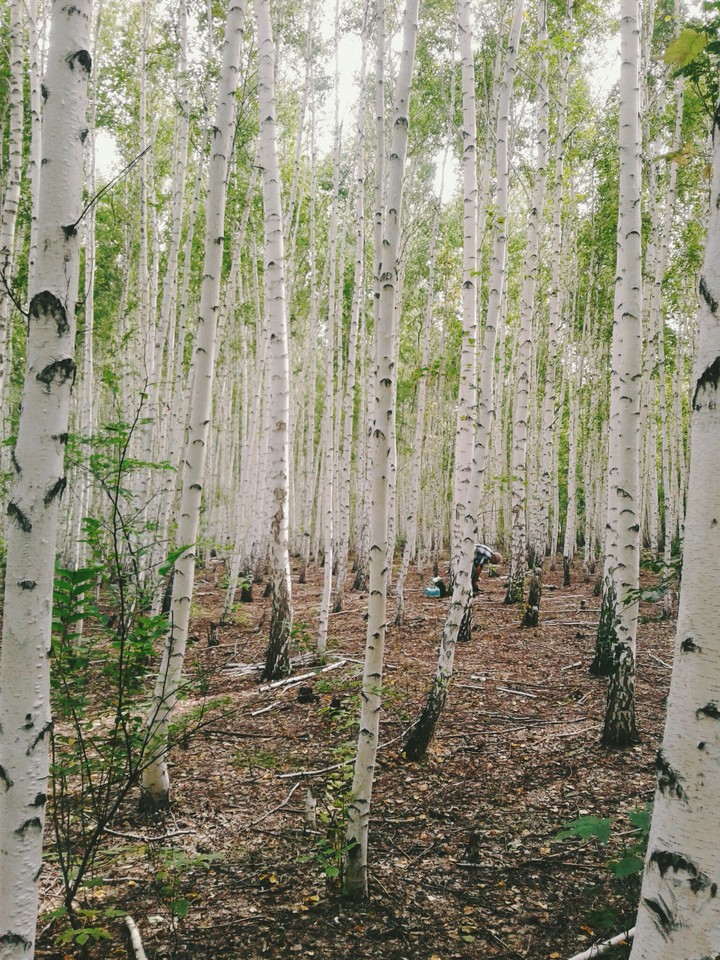 forest