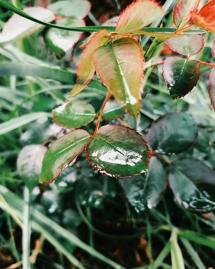 Nature's expression