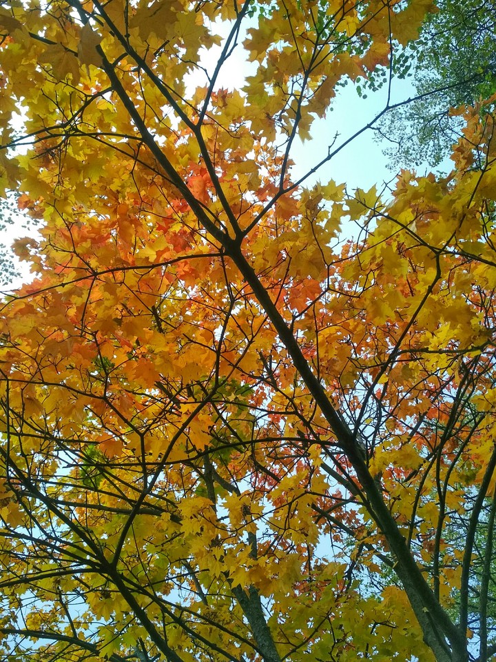 Autumn