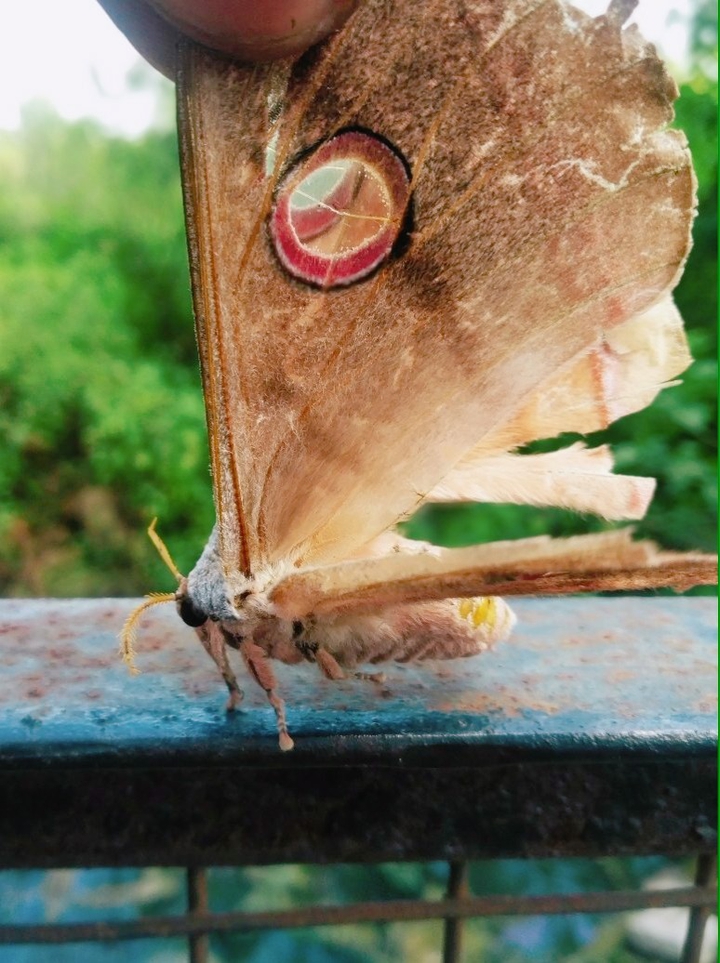 beautiful butterfly.......