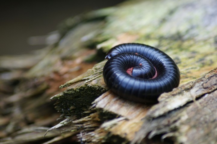 caterpillar