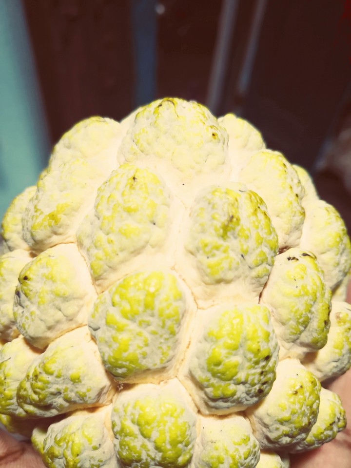 custard apple
