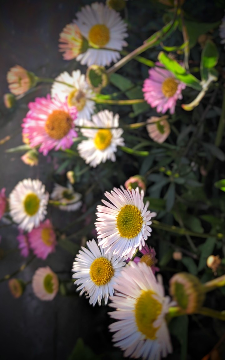 Blooming Nature!