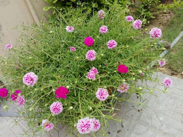 portulaca
