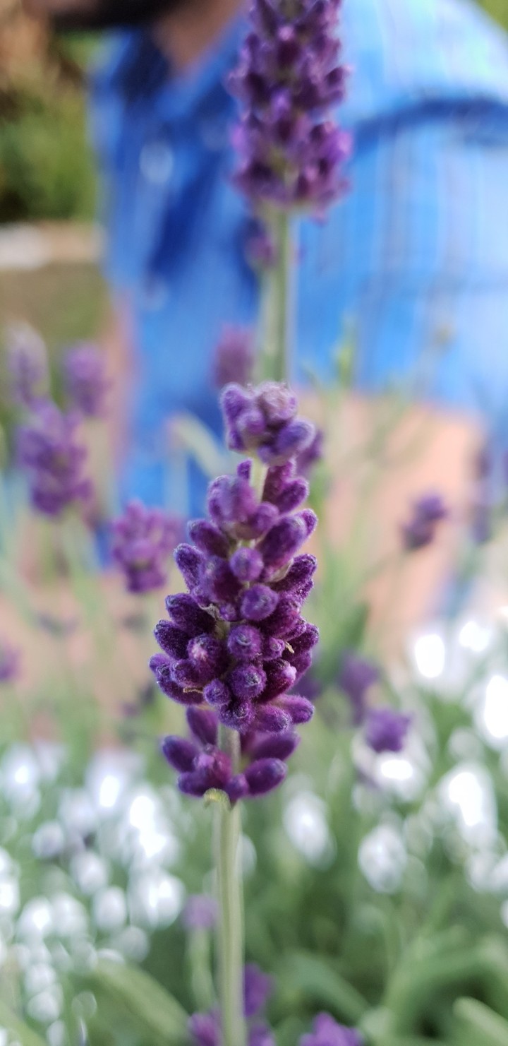 Lavender