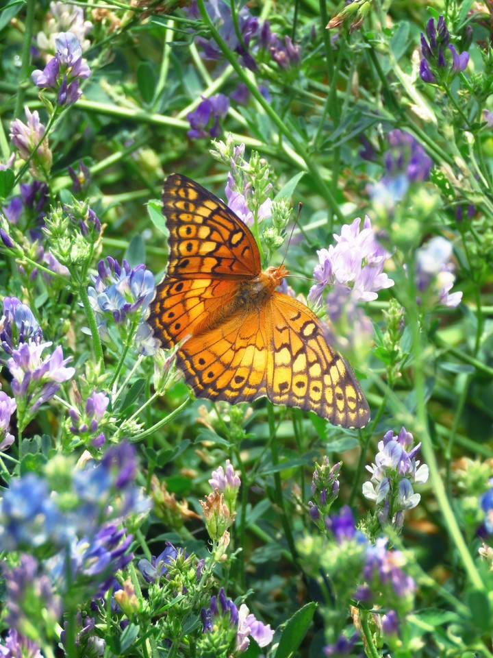 Medicks/ Medicago