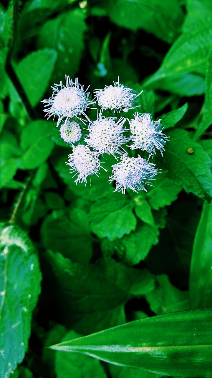 Nature