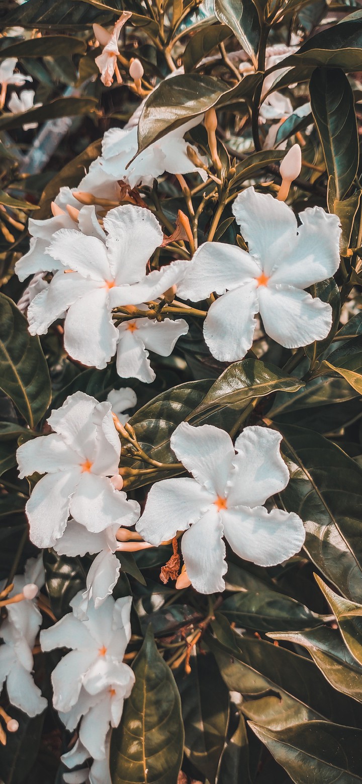 White Flowers